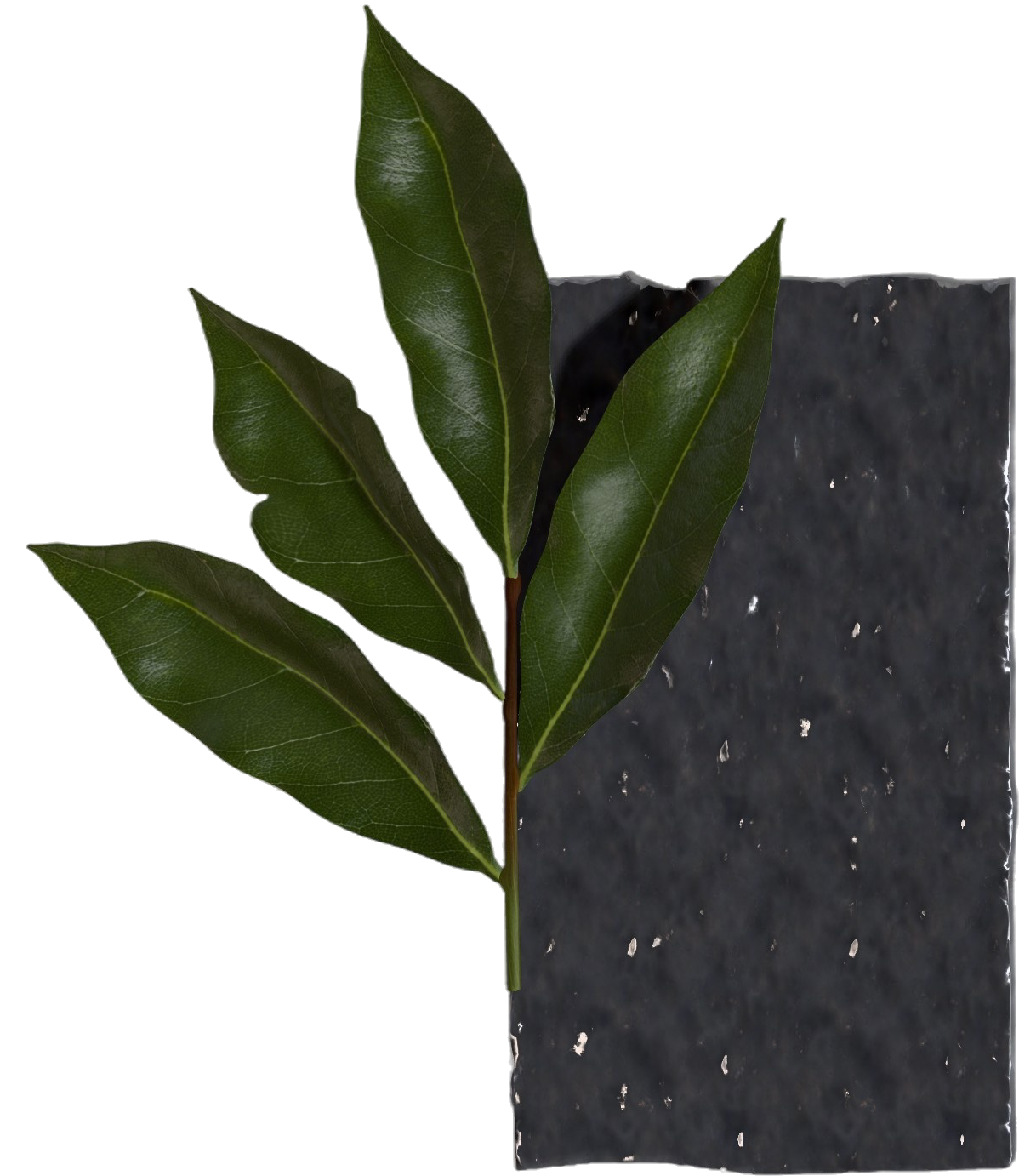 Moodbooard & Materials